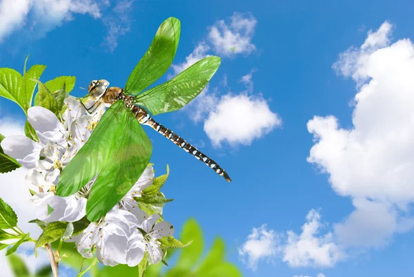 昆虫蜻蜓 — 图库照片