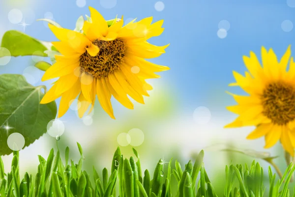 Sunflowers and sky — Stock Photo, Image