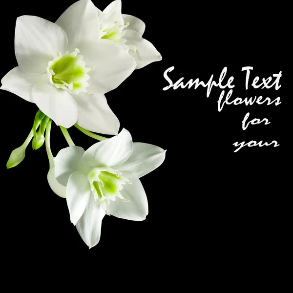 Květy bílé — Stock fotografie