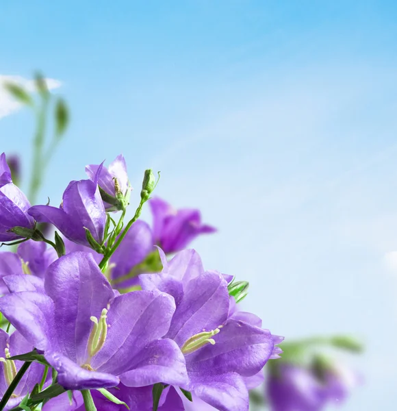 Flowers campanula — Stock Photo, Image