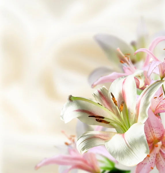 Flores brancas — Fotografia de Stock