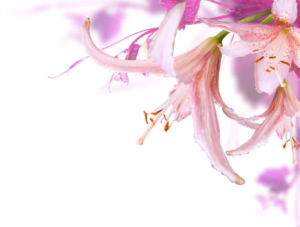 Bunga merah muda — Stok Foto