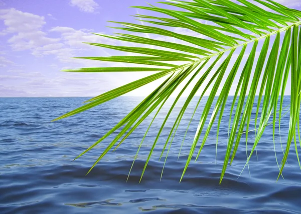 Пальма и море — стоковое фото