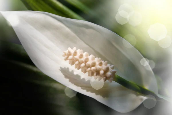 Цветок белый — стоковое фото