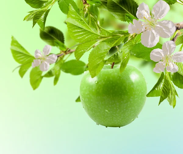 Apple зелений — стокове фото
