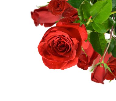 Red rose clipart