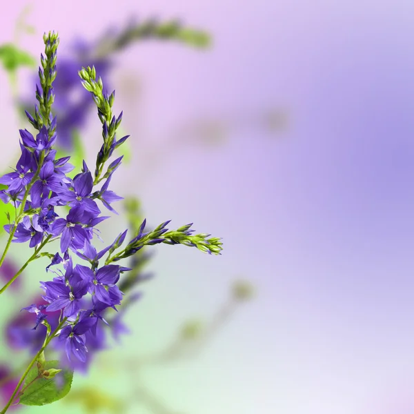 Herb flowers — Stock Photo, Image