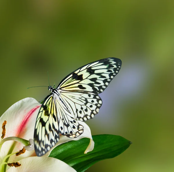 Flores y mariposa —  Fotos de Stock
