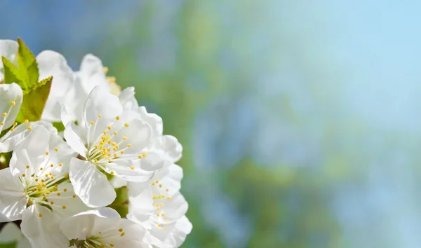 Flowers cherry — Stock Photo, Image