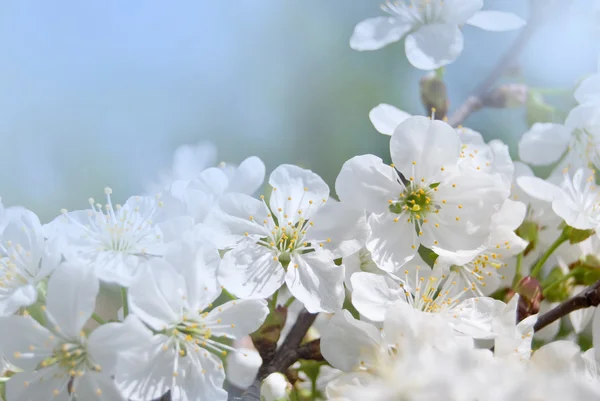 Flowers cherry — Stock Photo, Image