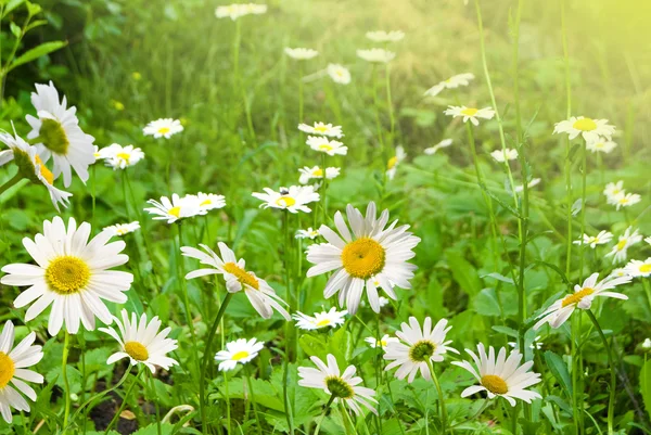 Daisywheel квіти — стокове фото