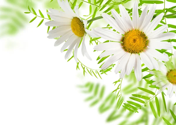 Biały daisywheels — Zdjęcie stockowe