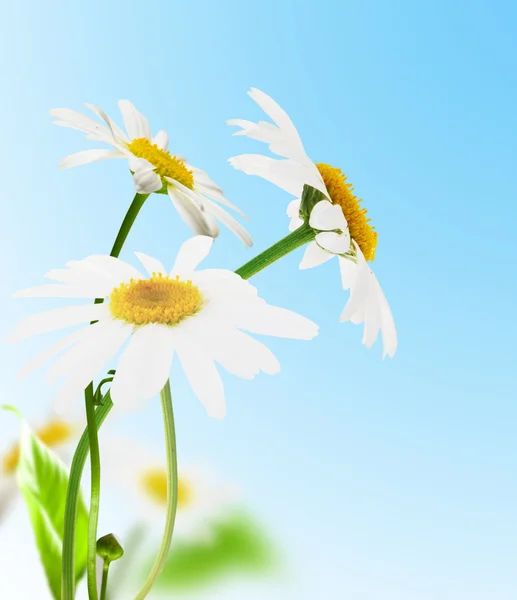 Daisywheels білий — стокове фото