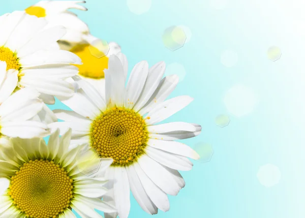 Daisywheels branco — Fotografia de Stock