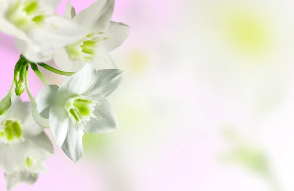 Fehér virágok — Stock Fotó