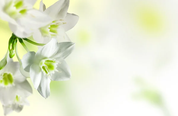 Білі квіти — стокове фото