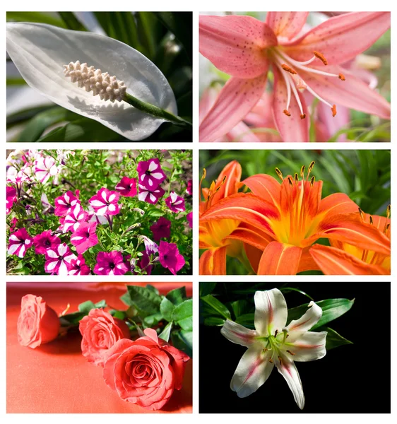 集合鲜花 — 图库照片