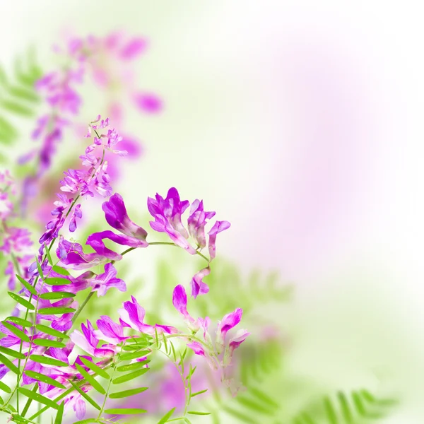 Blommor rosa — Stockfoto