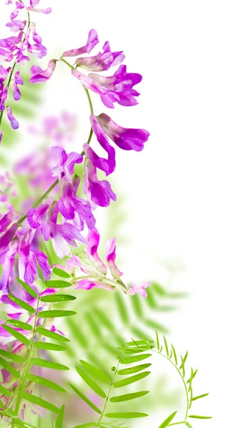 꽃 핑크 — 스톡 사진