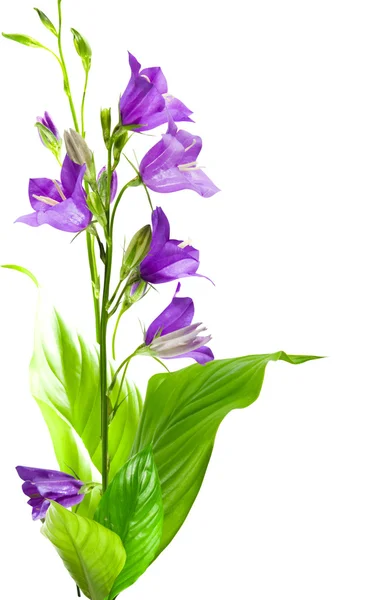 Flor de Campanula — Fotografia de Stock