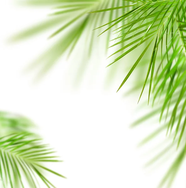 Groene palm — Stockfoto