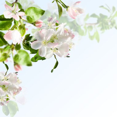 Apple blossom clipart