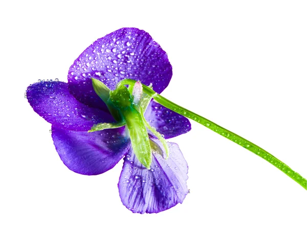 Blå blommor — Stockfoto
