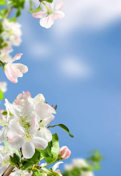 Virágszálnak Apple — Stock Fotó