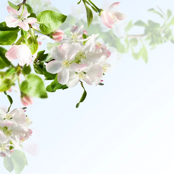 Flor de manzana —  Fotos de Stock
