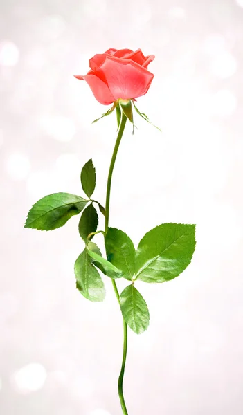 빨간색 한 로즈 — 스톡 사진