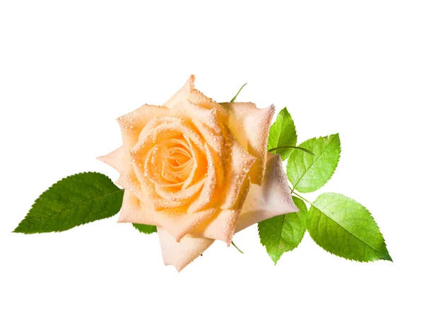 Yellow one rose — Stock Photo, Image