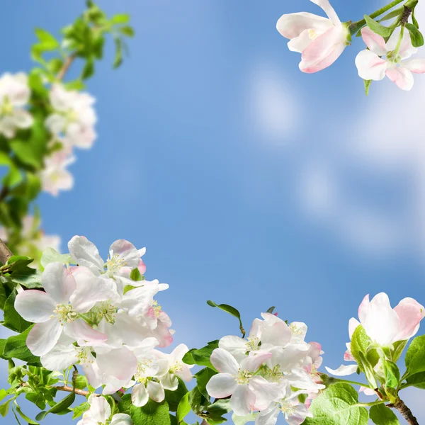 Witte bloemen Rechtenvrije Stockfoto's