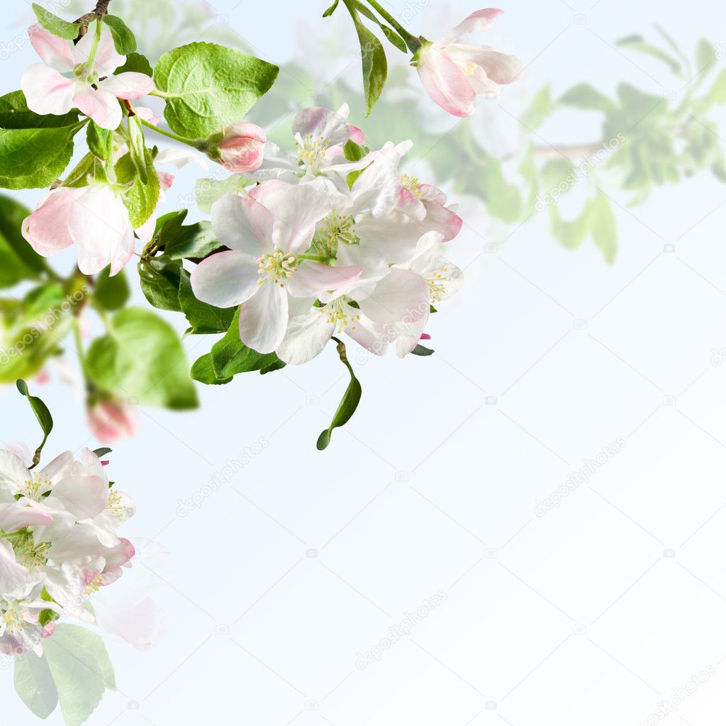 Apple blossom — Stock Photo © dasha2021 #5715234