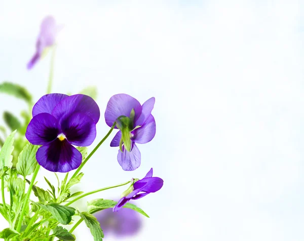 Цветы голубые — стоковое фото