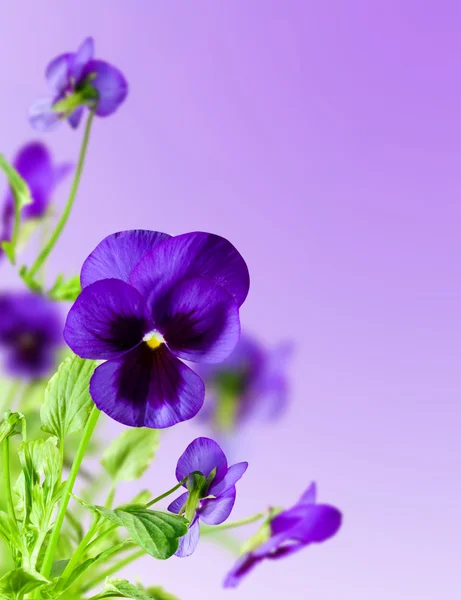 Kwiaty niebieskie — Zdjęcie stockowe