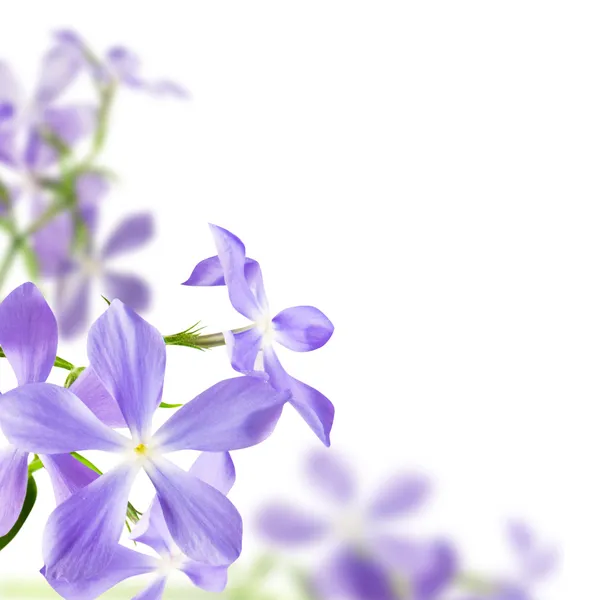 Květy modré — Stock fotografie