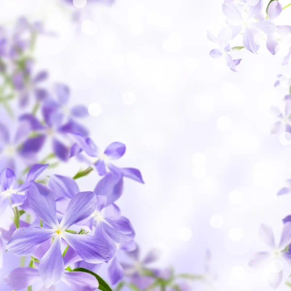 Flowers blue — Stock Photo, Image