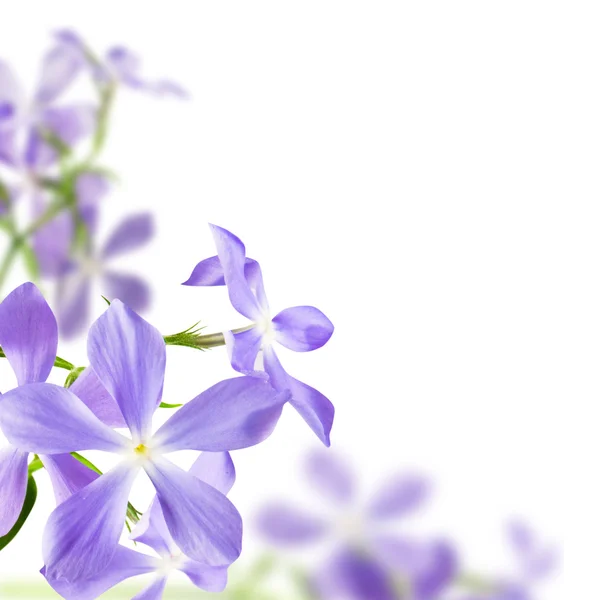 Сині квіти Стокове Фото