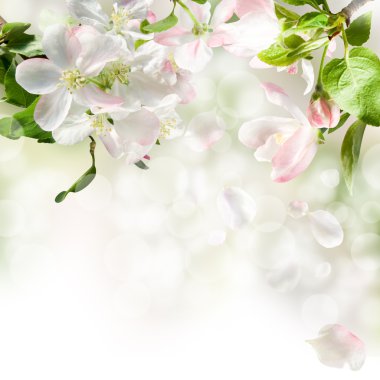 Apple blossom clipart