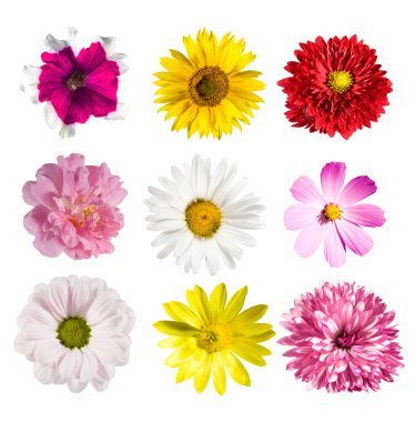 Collection flowers clipart