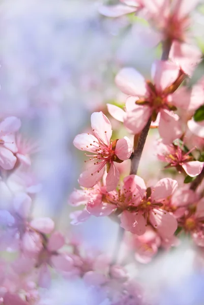 Kwiat wiśni — Zdjęcie stockowe