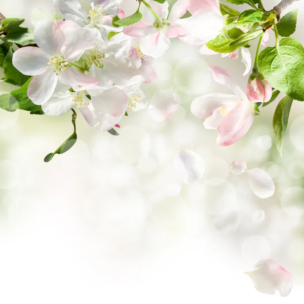 Flor de manzana — Foto de Stock