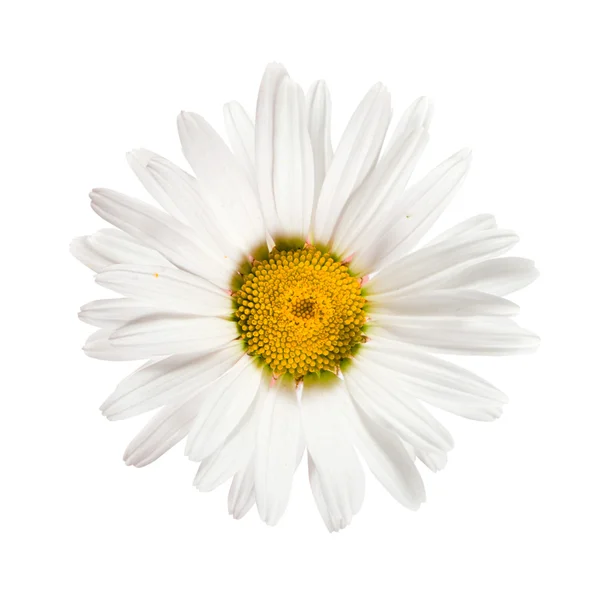 꽃 daisywheel — 스톡 사진
