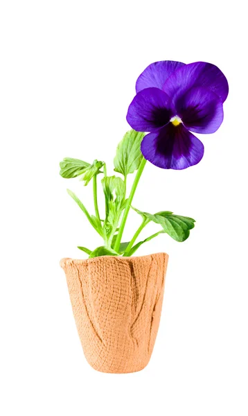 Una flor — Foto de Stock