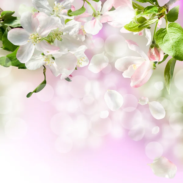 Яблуневий цвіт Стокова Картинка