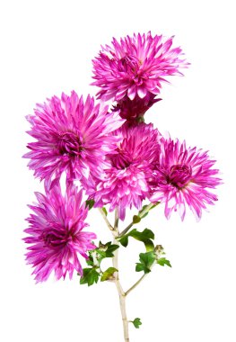 Pink flowers clipart