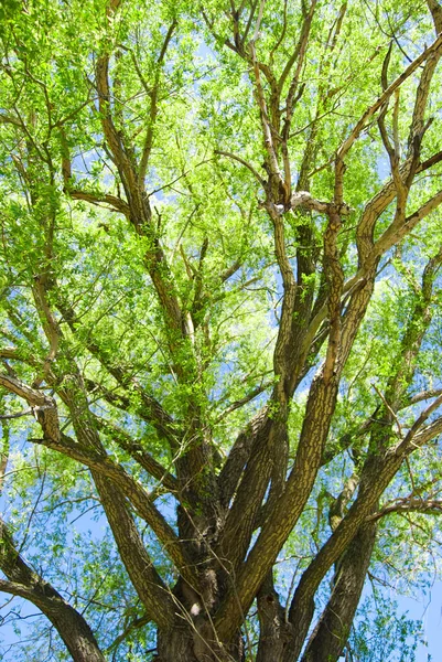 stock image Cortex tree