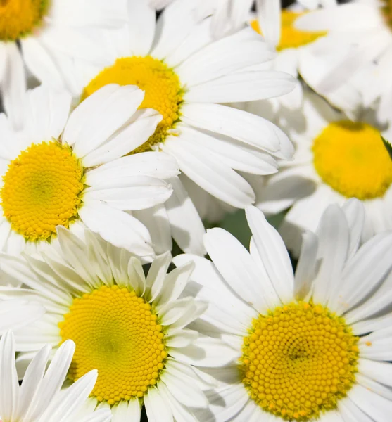 Daisywheels bianco — Foto Stock