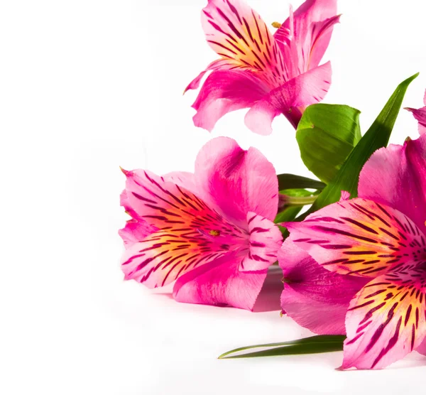 Pembe çiçek — Stok fotoğraf