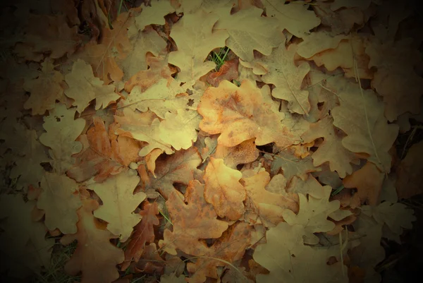 Taubengrüne Blätter — Stockfoto